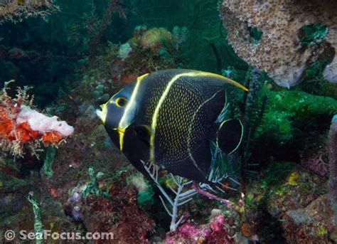 Angelfish – image gallery | marine species information | diving photos ...