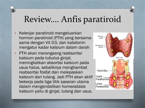 Ppt Asuhan Keperawatan Pada Pasien Hiperparatiroid Hipoparatiroid