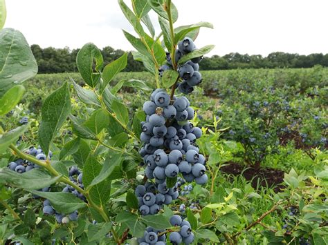 Verkoop Blauwe Bessen Blueberry Giant