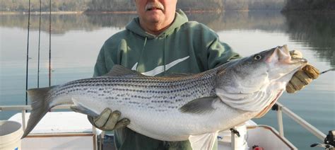 Striped Bass Fishing In Santee Cooper Fishingbooker