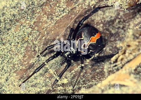 Female New Zealand poisonous katipo spider (Latrodectus katipo Stock Photo - Alamy