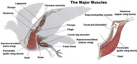 Eagle - The Muscular System Evolution and Development