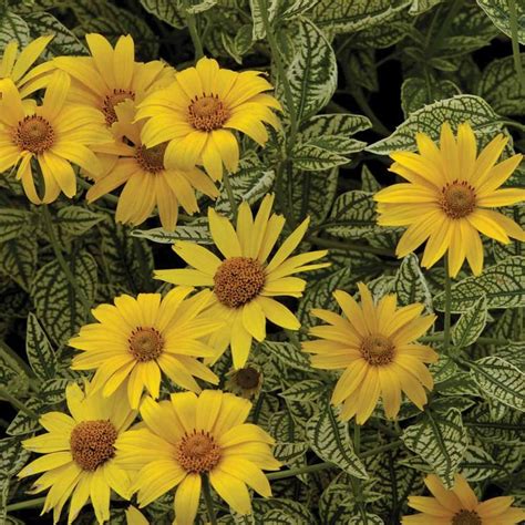 Желтая ромашка многолетняя фото: Ромашка желтая многолетняя Садовая ...