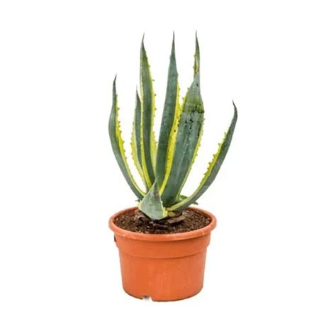 Agave Americana Variegata - Greencore Plants