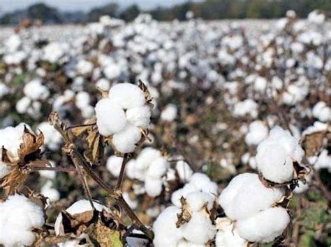 Cotton production up 75% | by Mahi | Feb, 2024 | Medium