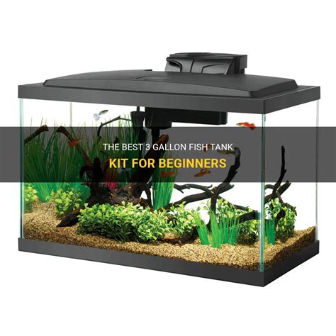 The Best 3 Gallon Fish Tank Kit For Beginners | PetShun