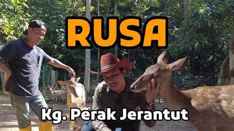 Xn Penternakan Rusa Di Kampung Perak Jerantut Pahang Youtube