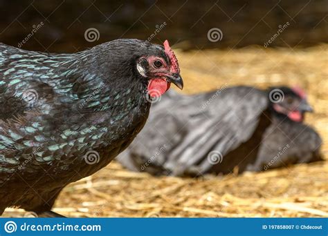 Hens and Chickens Raised on Organic Farm Stock Image - Image of relaxing, chicken: 197858007