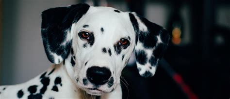 Dalmatian Puppy Blue Eyes