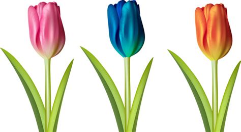 Tulip Flower Illustration Vectors Images Graphic Art Designs In