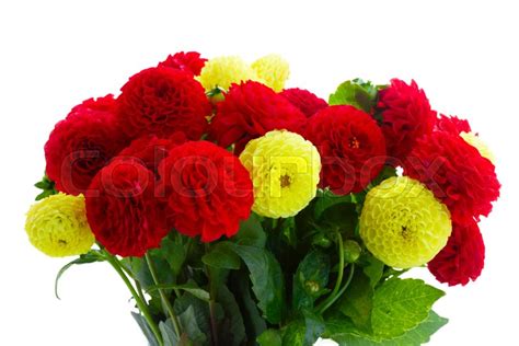 Dahlia red and yellow flowers bouquet ... | Stock image | Colourbox