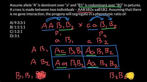 How To Find Genotype Phenotype Ratio In F1 Youtube