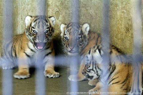 3つ子のトラの赤ちゃん 動物写真ブログ Animal Spirit