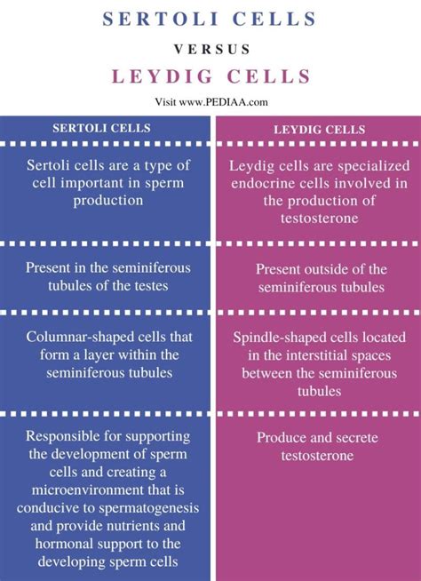 What Is The Difference Between Sertoli Cells And Leydig Cells Pediaa Com