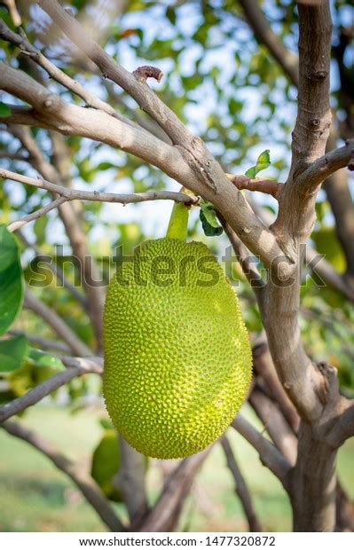 Fresh Green Jackfruit Artocarpus Heterophyllus Hanging Stock Photo