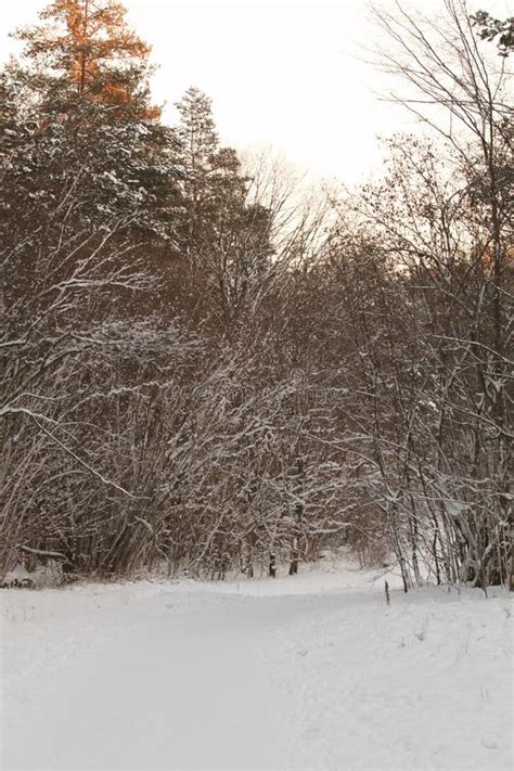 Christmas Tree in Polish Garden.Europe. Stock Image - Image of woodland ...