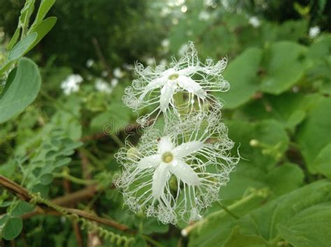 221 Snake Gourd Flower Stock Photos - Free & Royalty-Free Stock Photos ...