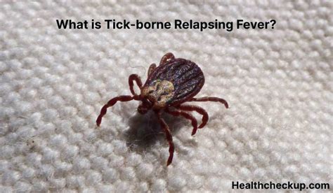 Tick-borne Relapsing Fever (TBRF) - Symptoms, Diagnosis, Treatment ...