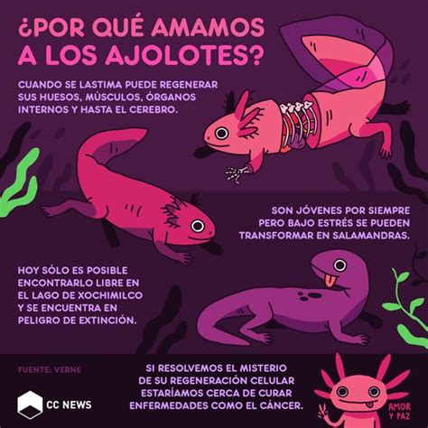 Por qué amamos a los ajolotes Datos curiosos de animales Datos