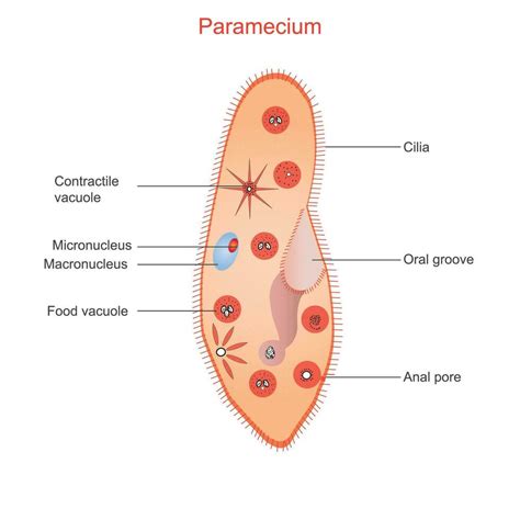 Anatomy Of Paramecium Ciliate Protozoan That Lives In Stagnant Fresh Water It Is Covered With