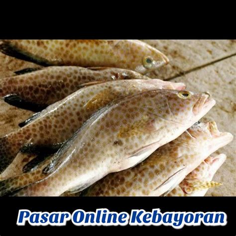 Jual Ikan Kerapu Segar Kg Shopee Indonesia