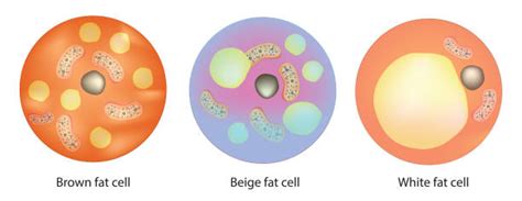 130 Lipid Body Ilustrasi Grafik Vektor And Clip Art Bebas Royalti