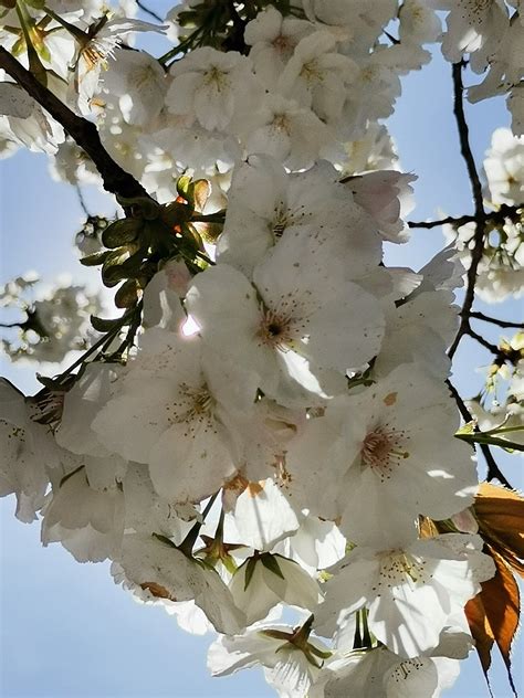 Ein Leben Ohne Tr Ume Ist Wie Ein Garten Ohne Blumen