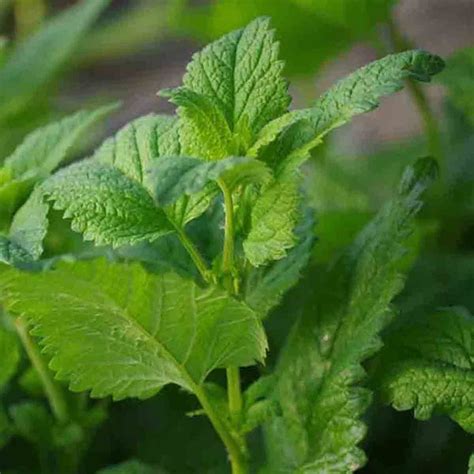 LEMON BALM 600 SEEDS PERENNIAL MOSQUITO INSECT REPELLENT HERB NON-GMO ...