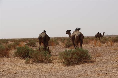 Spend a night in the Sahara Desert last week. - Jeroen Boon