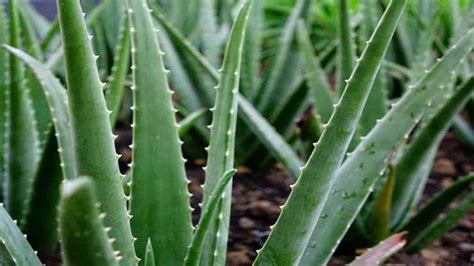 Aloe Vera Prenditene Cura In Casa Tutto Quello Che Devi Sapere