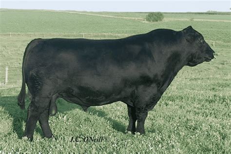 Angus Semen For Sale SB10 3192 SIRE BUYER