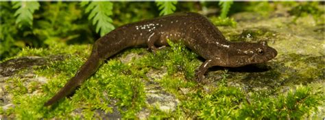 17 Types Of Salamanders In South Carolina ID Guide Bird Watching HQ