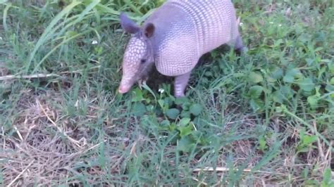 Armadillo Digging Holes In Yard