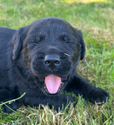 Black Lab Puppy in the Grass - Etsy