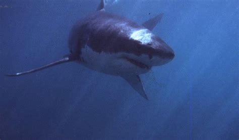 At least 8,000 great white sharks off Australia coast: researchers