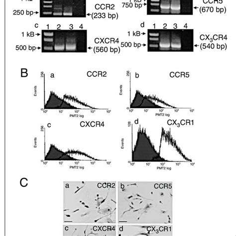 Expression Of Ccr Ccr Cxcr And Cx Cr By Rmscs At Mrna And