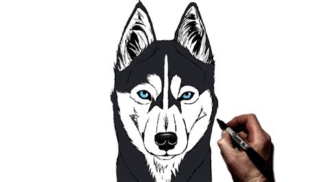 How To Draw Husky Face