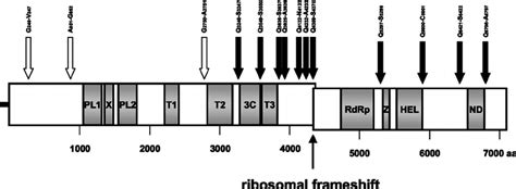 Schematic Representation Of The Polyprotein Ab Putative Proteolytic