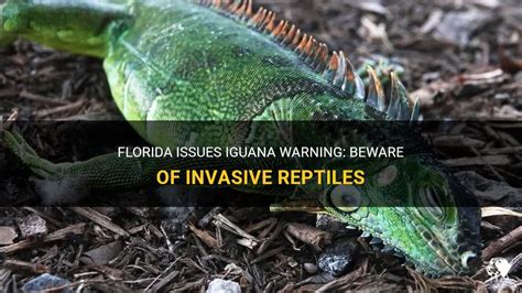 Florida Issues Iguana Warning: Beware Of Invasive Reptiles | PetShun