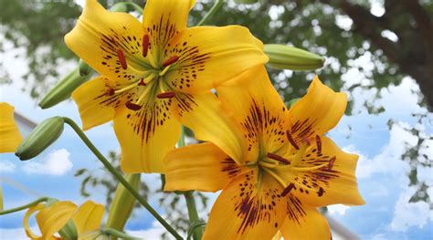 17 Different Types Of Yellow Lily Cultivars, 58% OFF