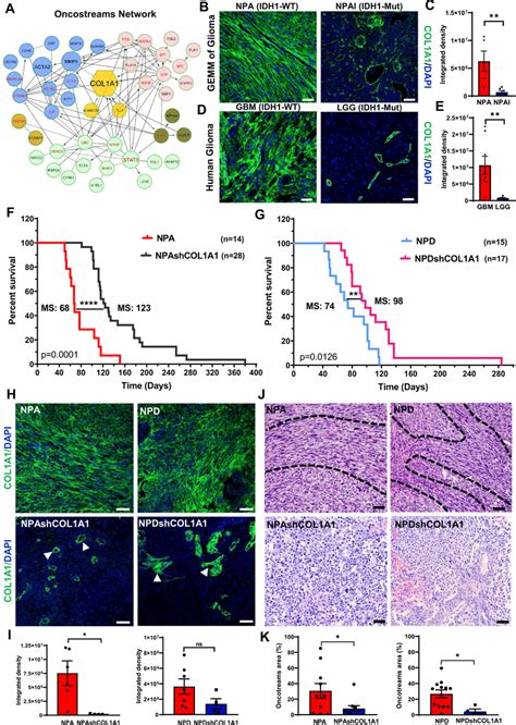 COL1A1 Is A Central Hub Of Oncostream Organization And Glioma