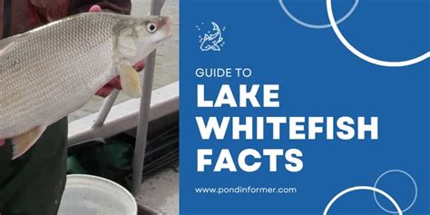 Facts & Guide to Lake Whitefish (Coregonus clupeaformis) - Pond Informer