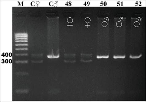 Molecular Techniques For Sex Identification Of Captive Birds PMC