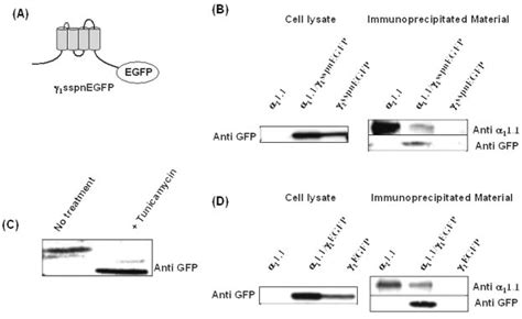 Role Of The First Extracellular Loop In Subunit Interaction A