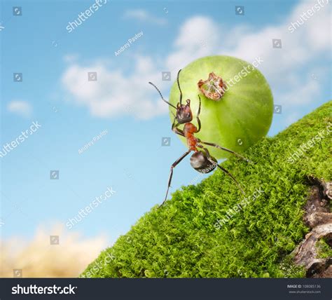 Ant Sisyphus Rolls Berry Uphill Concept Stock Photo