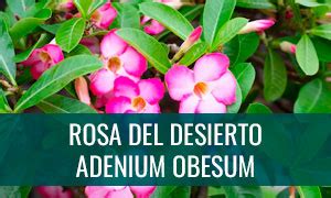 Bonsái Rosa del desierto Adenium obesum Cuidados y mantenimiento