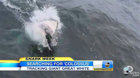 The Hunt For Mega Great White Shark Named Collossus Youtube