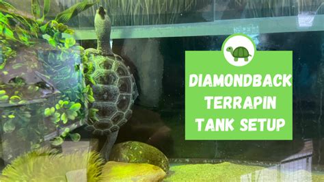 Diamondback Terrapin Tank Setup Turtleholic