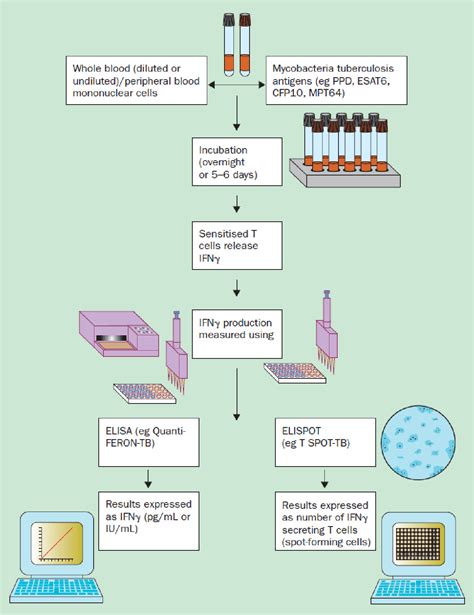 Figure 1 From Interferon Gamma Release Assays For Tuberculosis And