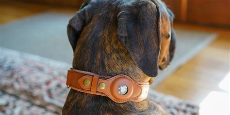 Training Tips: Using Dog Collars Effectively - Ratten Paradies